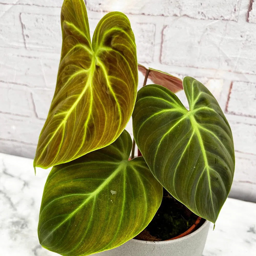 15 - 20cm Philodendron Verrucosum El Choco 14cm Pot