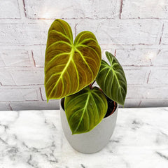 15 - 20cm Philodendron Verrucosum El Choco 14cm Pot
