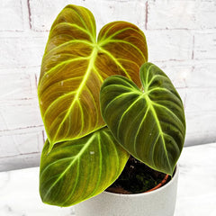 15 - 20cm Philodendron Verrucosum El Choco 14cm Pot
