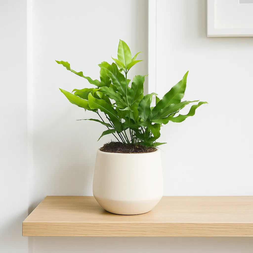 15 - 20cm Pteris Green Fern 12cm Pot House Plant