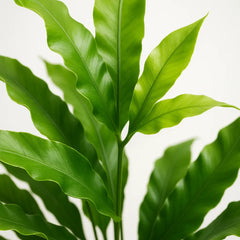 15 - 20cm Pteris Green Fern 12cm Pot House Plant