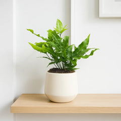 15 - 20cm Pteris Green Fern 12cm Pot House Plant