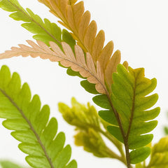 15 - 20cm Pteris Tricolor Brake Fern 12cm Pot House Plant