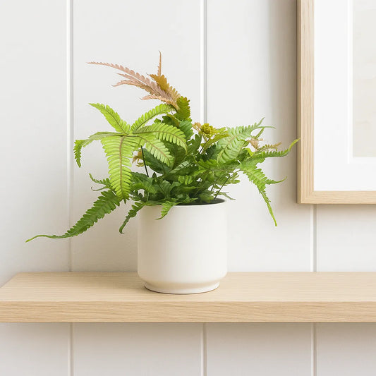 15 - 20cm Pteris Tricolor Brake Fern 12cm Pot House Plant