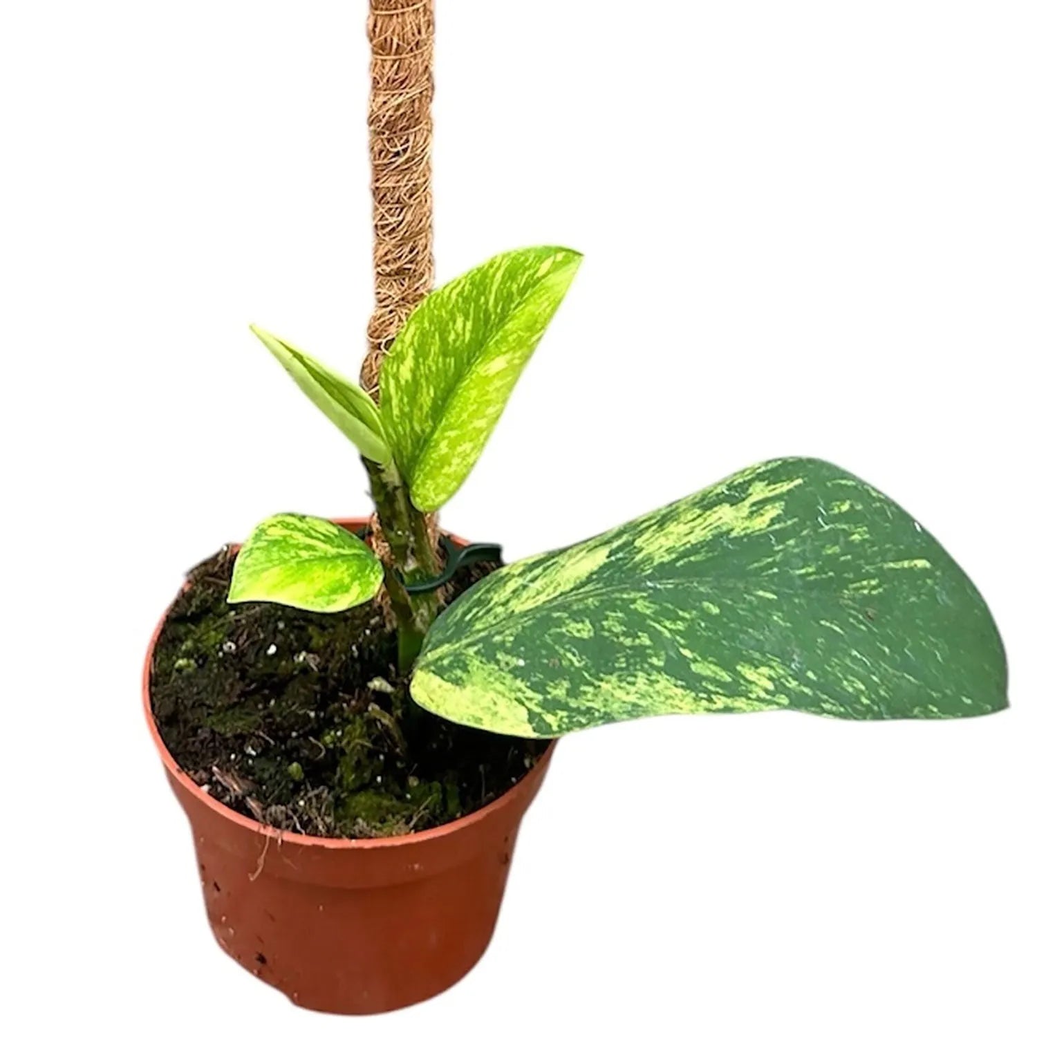 15 - 20cm Rhaphidophora Elliptica Aurea 10.5cm Pot House Plant