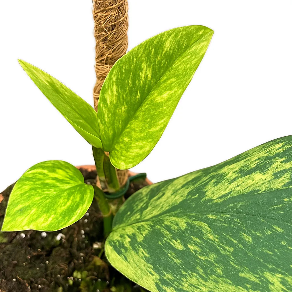 15 - 20cm Rhaphidophora Elliptica Aurea 10.5cm Pot House Plant