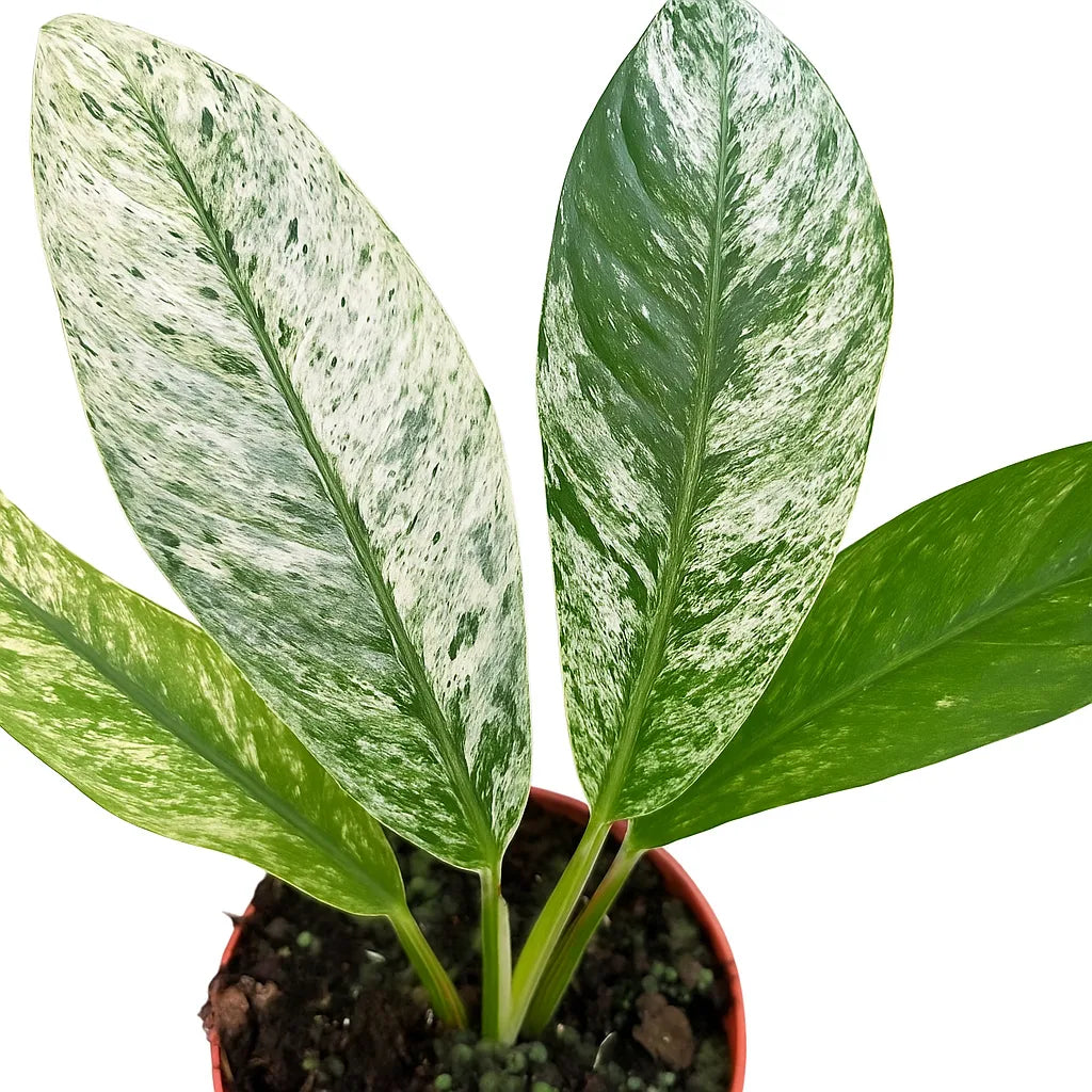 Rhaphidophora Foraminifera Marble 10.5cm Pot House Plant – Plants For All  Seasons