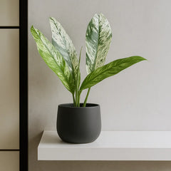 15 - 20cm Rhaphidophora Foraminifera Marble 10.5cm Pot House Plant