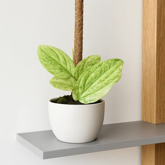 15 - 20cm Rhaphiodophora Korthalsii Marble Aura House Plant 10,5 cm Pot