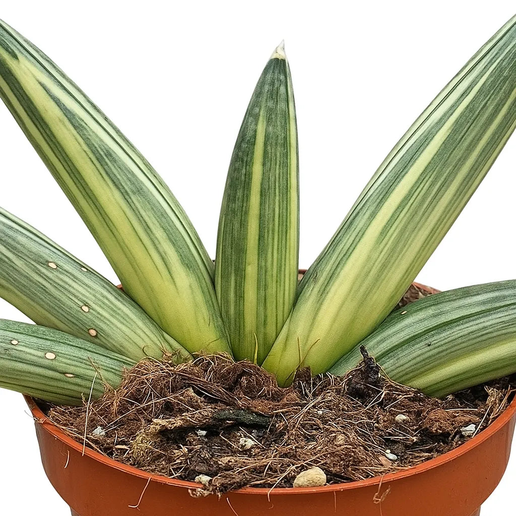 15 - 20cm Sansevieria Boncel Variegata 10.5cm Pot House Plant