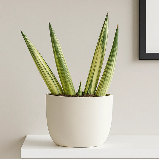 15 - 20cm Sansevieria Boncel Variegata House Plant 10.5 cm Pot