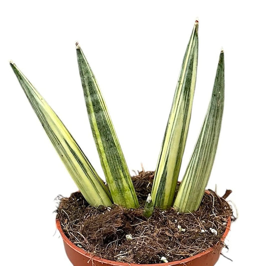 15 - 20cm Sansevieria Boncel Variegata House Plant 10.5 cm Pot