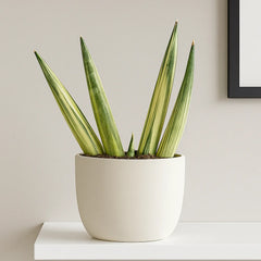 15 - 20cm Sansevieria Boncel Variegata House Plant 10.5 cm Pot