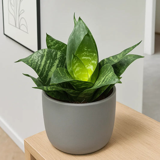 15 - 20cm Sansevieria Hahnii House Plant in 12cm Pot