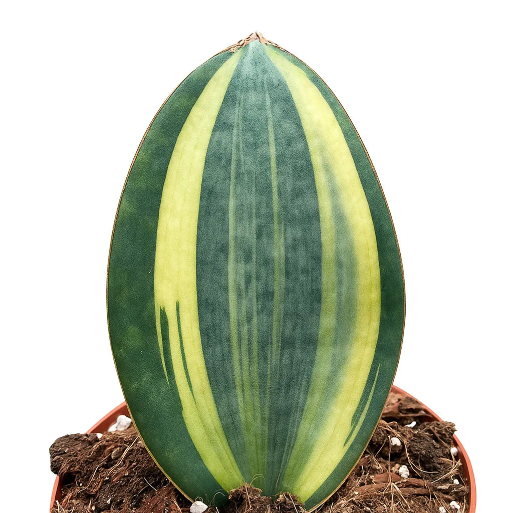 15 - 20cm Sansevieria Masoniana Aurea House Plant 14 cm Pot