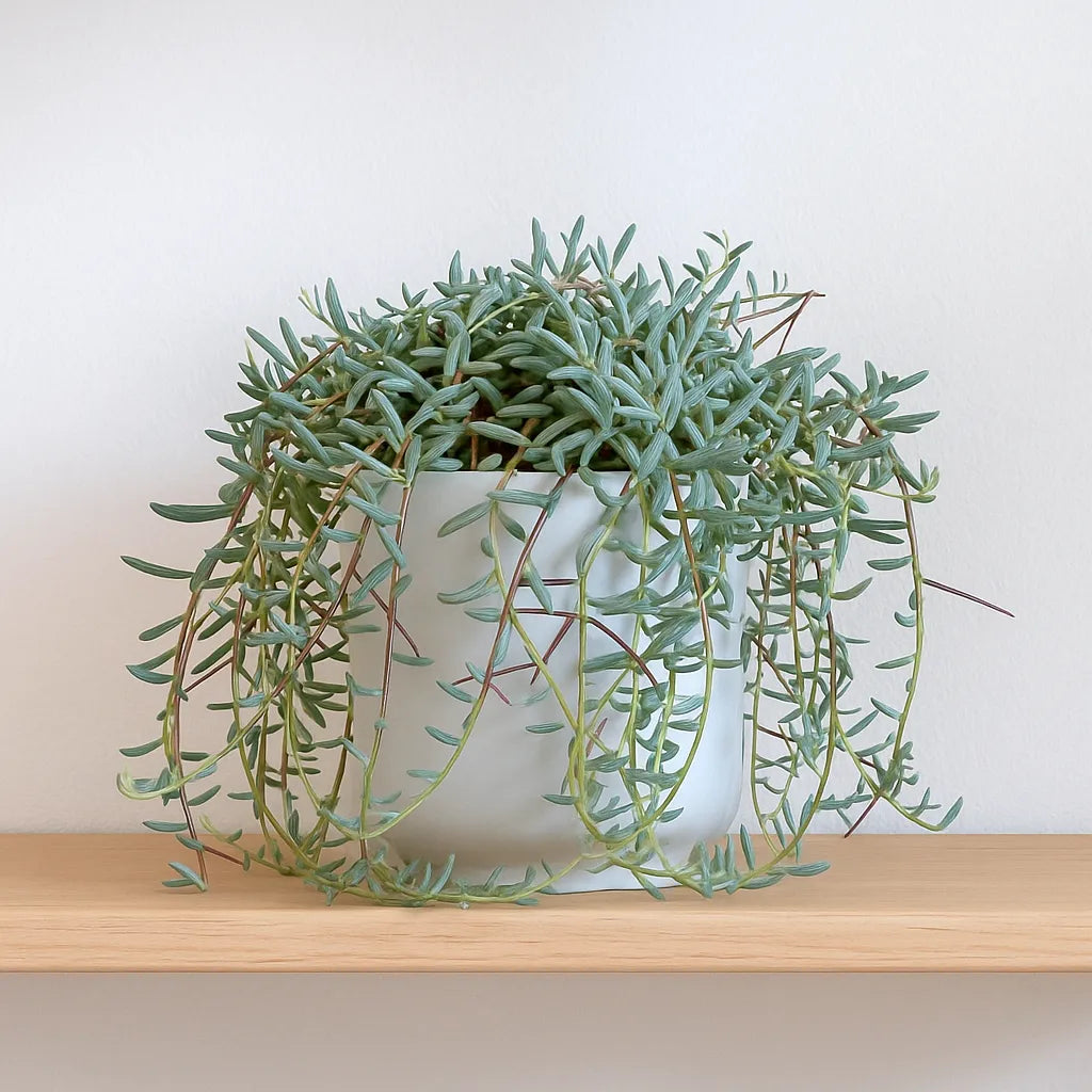 15 - 20cm Senecio Hallianus in Hanging Pot 14cm Pot House Plant