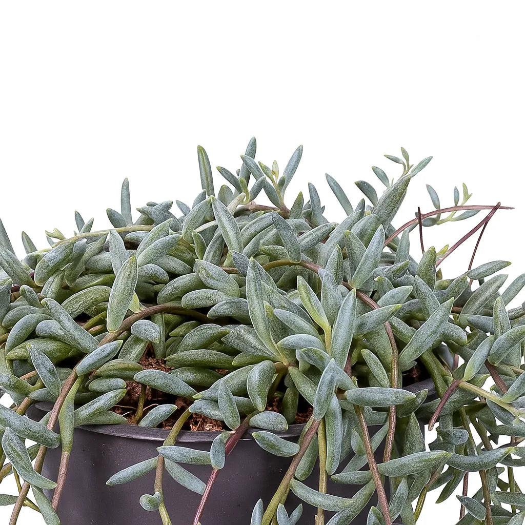 15 - 20cm Senecio Hallianus in Hanging Pot 14cm Pot House Plant