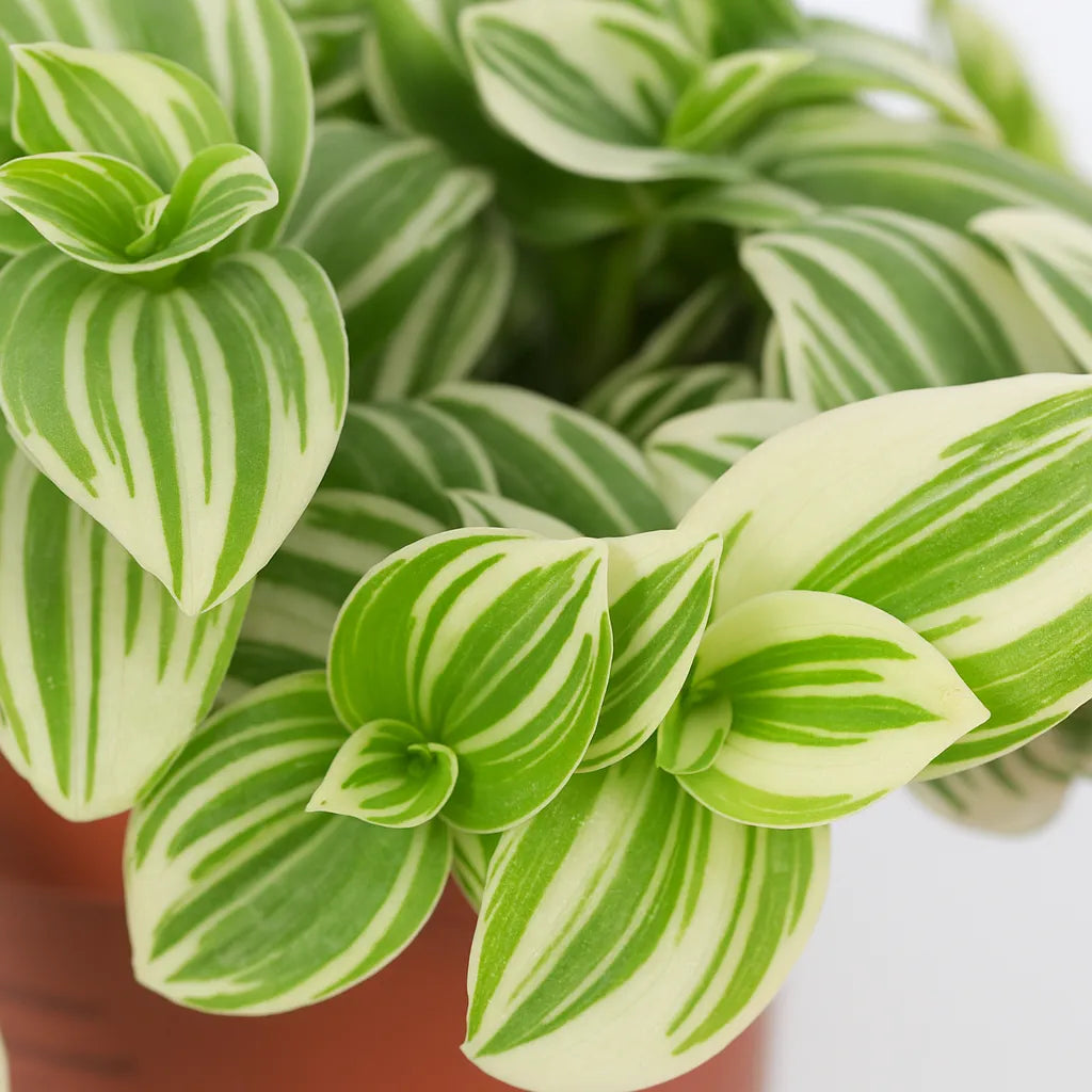 15 - 20cm Tradescantia Brightness House Plant 12cm Pot