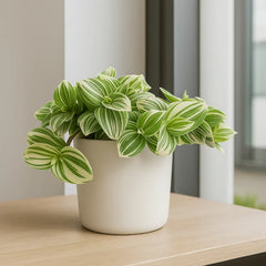 15 - 20cm Tradescantia Brightness House Plant 12cm Pot