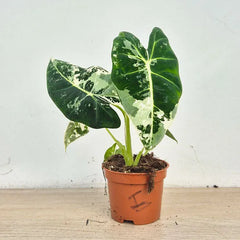 15 - 20cm Variegated Alocasia Frydek 9cm Pot (Choose Your Own)