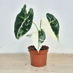 15 - 20cm Variegated Alocasia Frydek 9cm Pot (Choose Your Own)