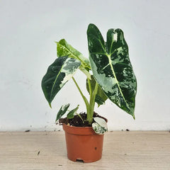 15 - 20cm Variegated Alocasia Frydek 9cm Pot (Choose Your Own)