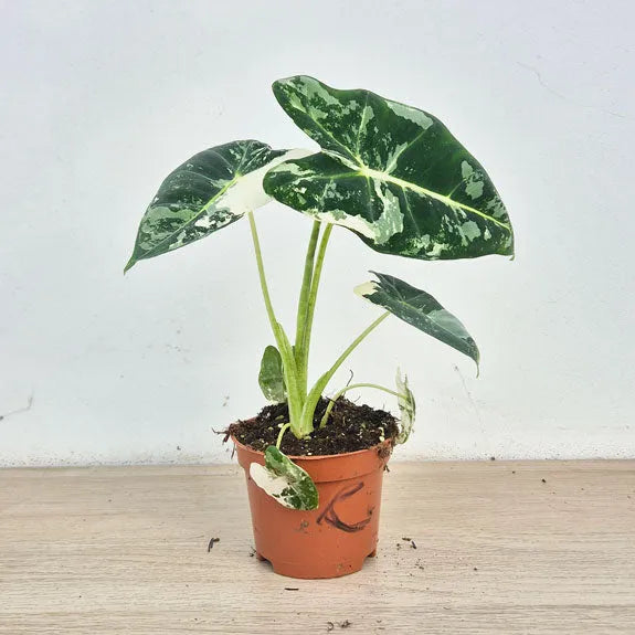 15 - 20cm Variegated Alocasia Frydek 9cm Pot (Choose Your Own)