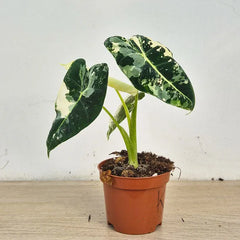 15 - 20cm Variegated Alocasia Frydek 9cm Pot (Choose Your Own)
