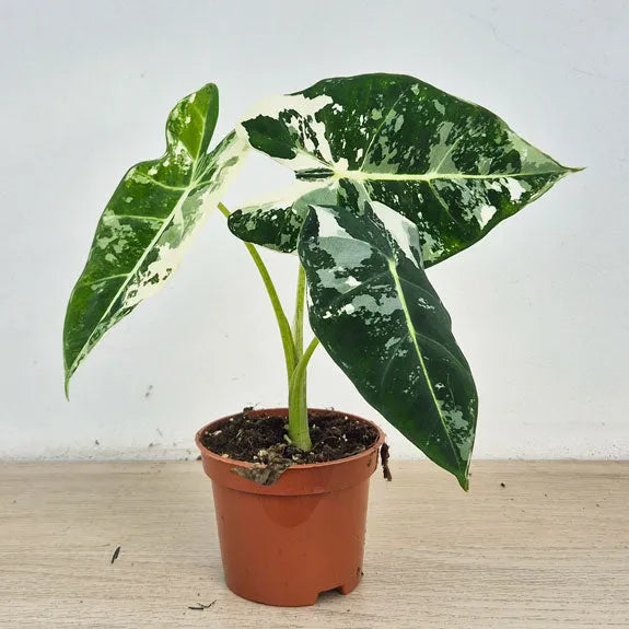 15 - 20cm Variegated Alocasia Frydek 9cm Pot (Choose Your Own)