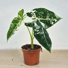 15 - 20cm Variegated Alocasia Frydek 9cm Pot (Choose Your Own)