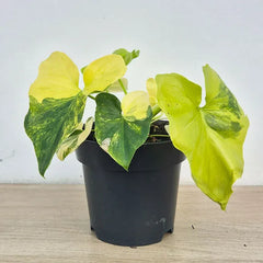 15 - 20cm Variegated Bipinnatifidum 14cm Pot (Choose Your Own)