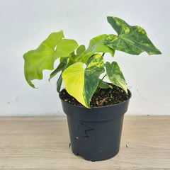 15 - 20cm Variegated Bipinnatifidum 14cm Pot (Choose Your Own)