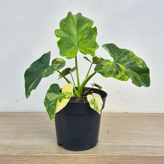 15 - 20cm Variegated Bipinnatifidum 14cm Pot (Choose Your Own)