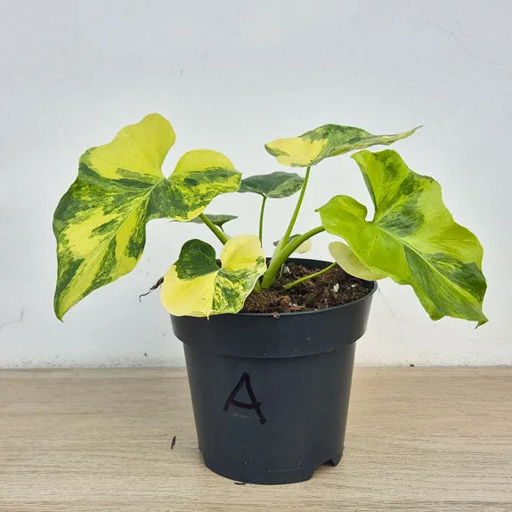 philodendron bipinnatifidum variegated 15