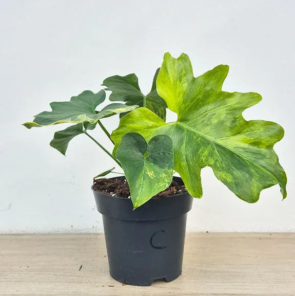 philodendron bipinnatifidum in a pot 15