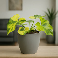 15 - 20cm Variegated Bipinnatifidum 14cm Pot (Choose Your Own)