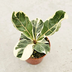 15 - 20cm Variegated Ficus Lyrata House Plant 10.5cm Pot