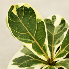 15 - 20cm Variegated Ficus Lyrata House Plant 10.5cm Pot