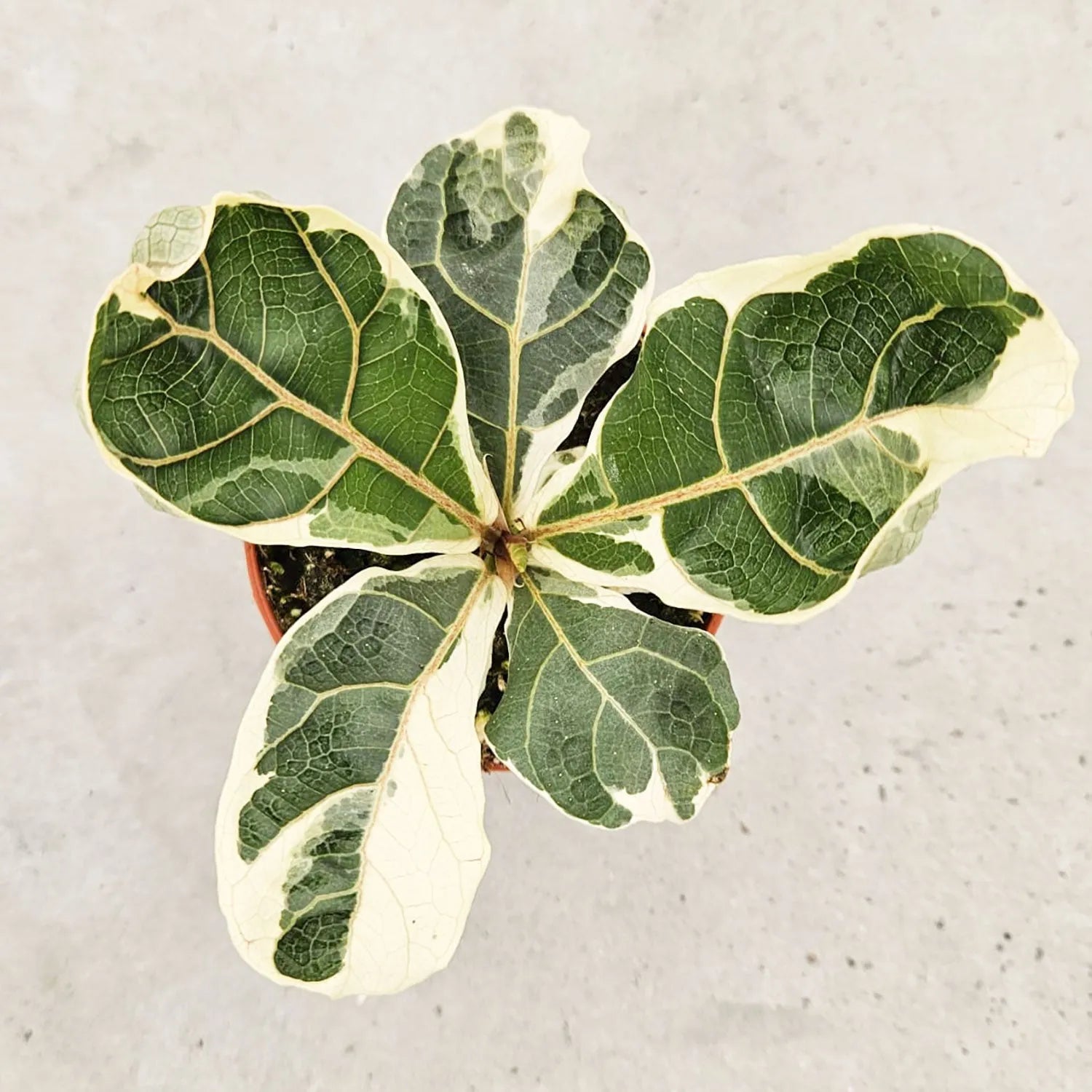 15 - 20cm Variegated Ficus Lyrata House Plant 10.5cm Pot