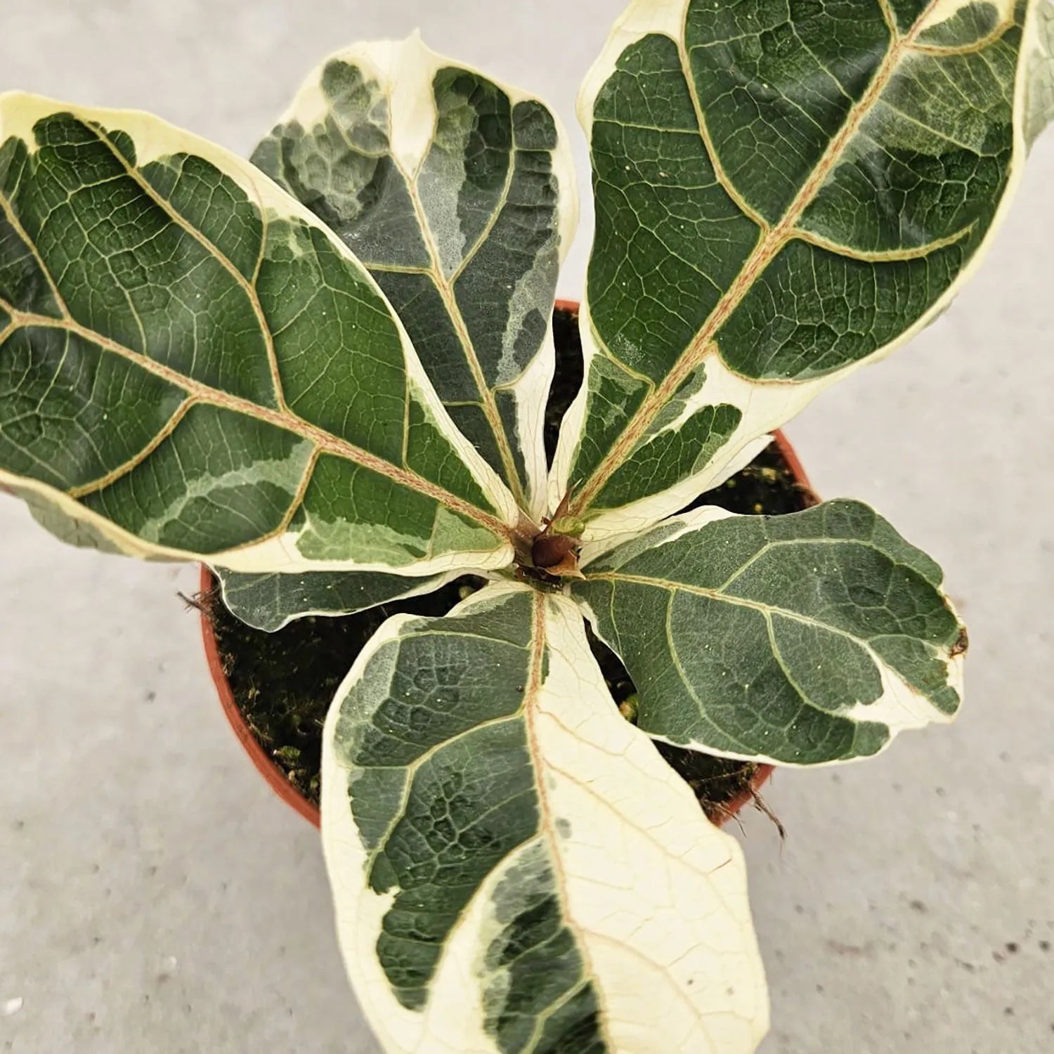 15 - 20cm Variegated Ficus Lyrata House Plant 10.5cm Pot