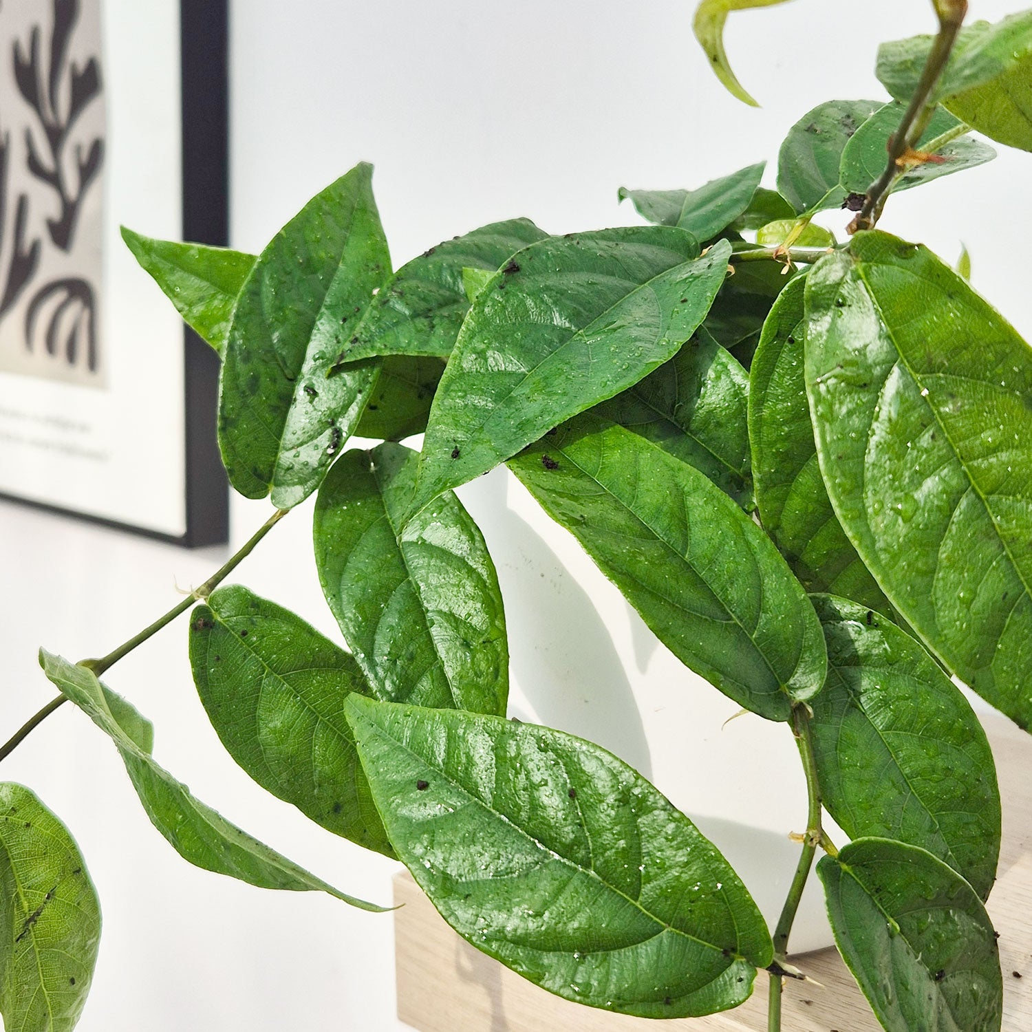 15 - 20cm Variegated Ficus Sagittata Plant 12cm Pot House Plant (Copy)