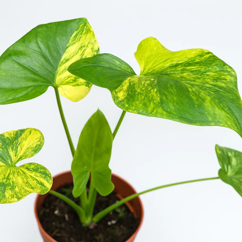 15 - 20cm Variegated Thaumatophyllum House Plant 10.5cm Pot