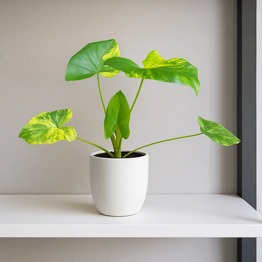 15 - 20cm Variegated Thaumatophyllum House Plant 10.5cm Pot