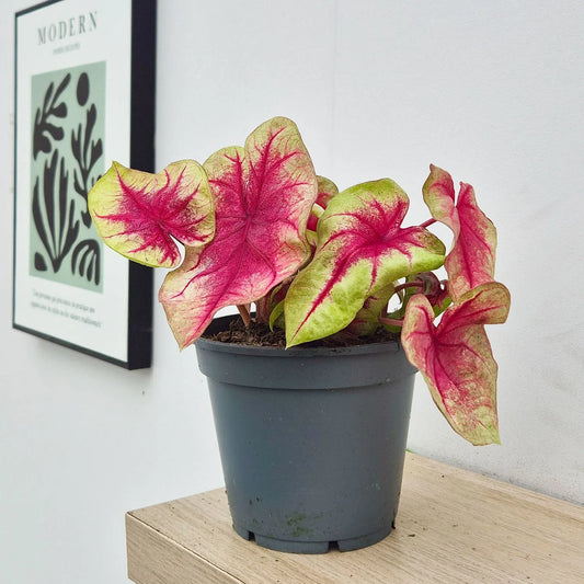 15 - 25cm Caladium Lemon Blush Elephant Ear 14cm Pot House Plant