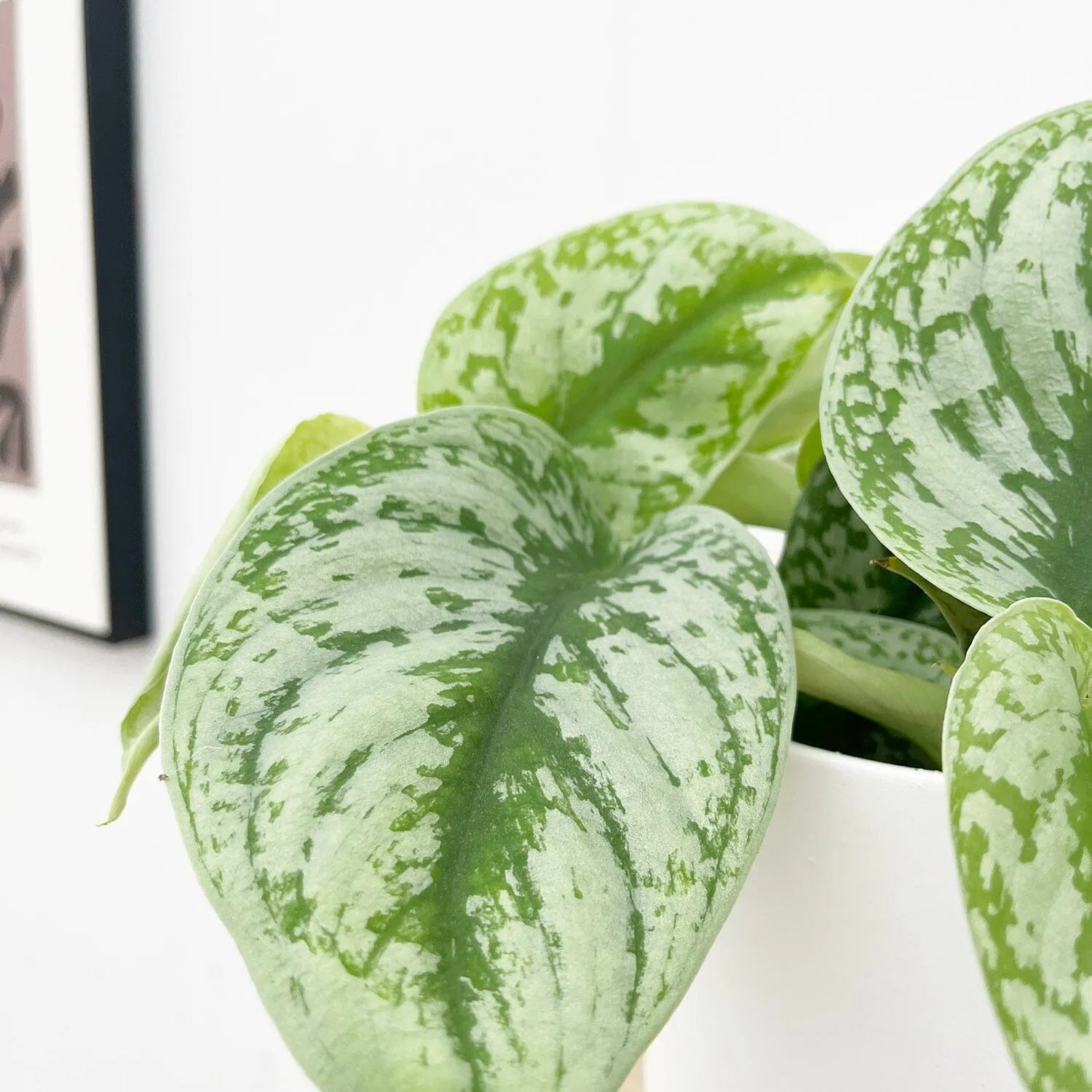 pothos exotica leaves 15