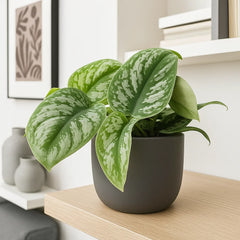 exotica pothos 15