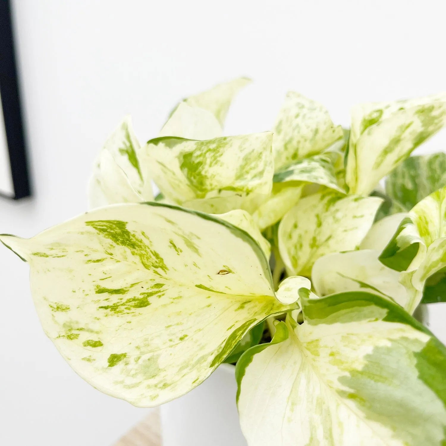 15 - 25cm Epipremnum Happy Leaf Pothos 12cm Pot House Plant