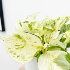 15 - 25cm Epipremnum Happy Leaf Pothos 12cm Pot House Plant