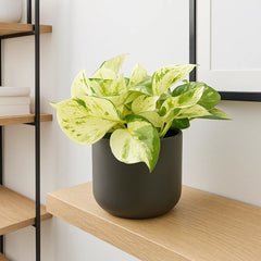 15 - 25cm Epipremnum Happy Leaf Pothos 12cm Pot House Plant