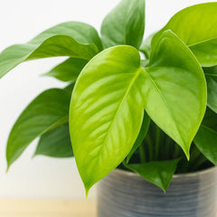 15 - 25cm Epipremnum Jade Pothos 12cm Pot House Plant